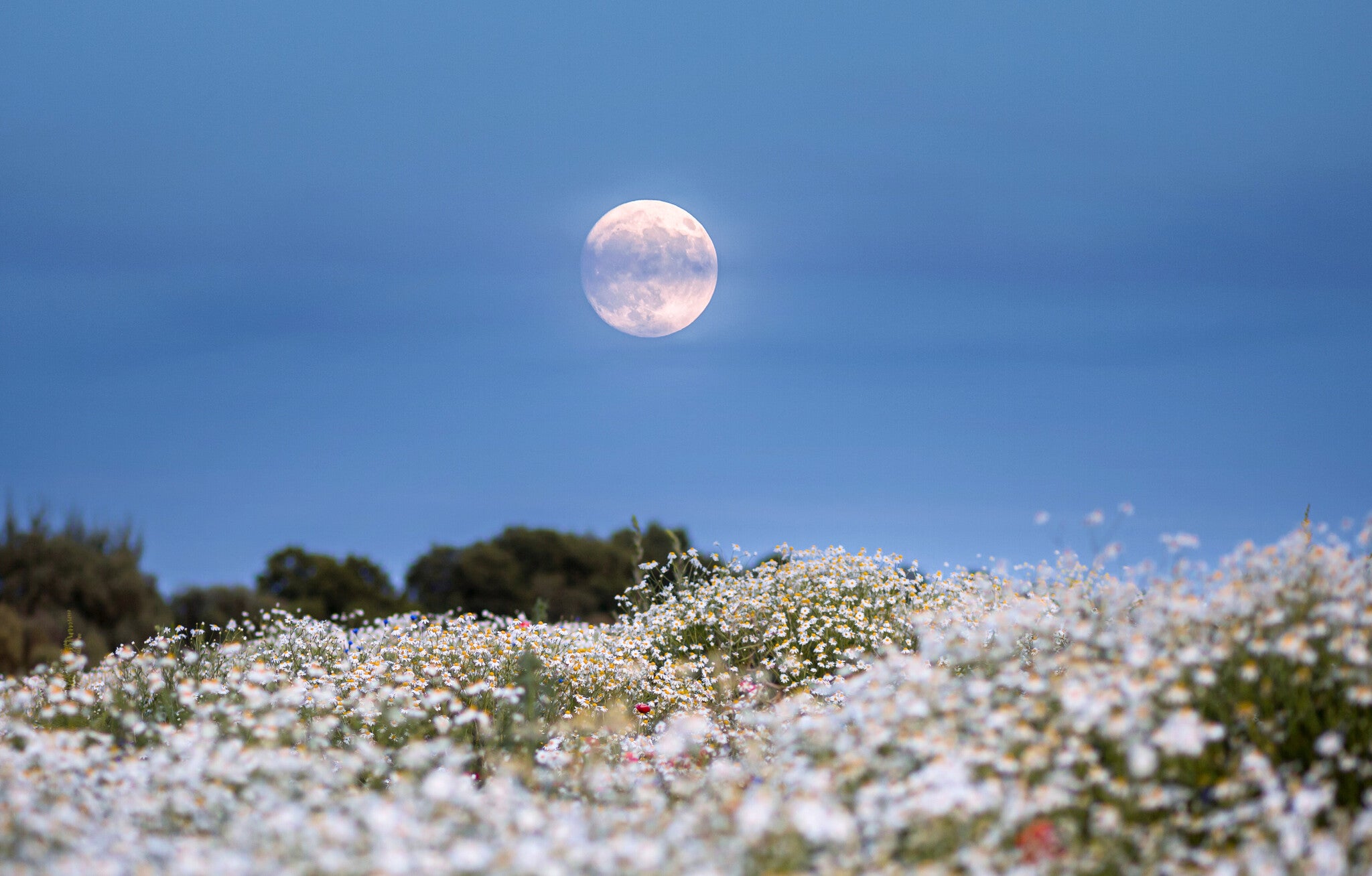 A Glowing Full Moon Rises in the Twilight Sky over on a Rustic Field with Flowers. - Edited