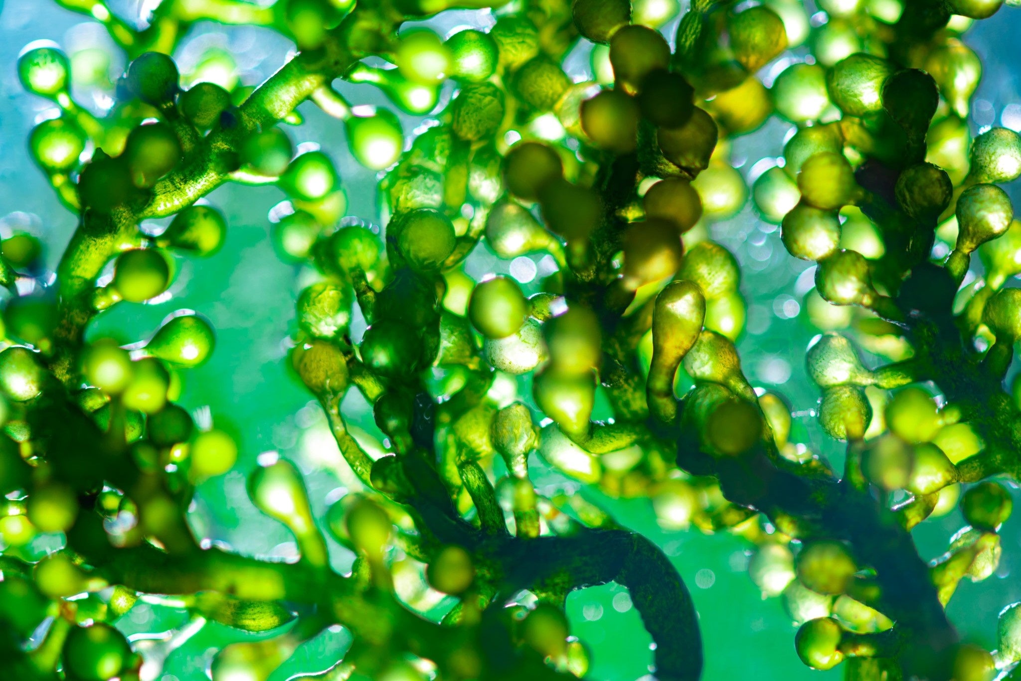 algae-d3-min