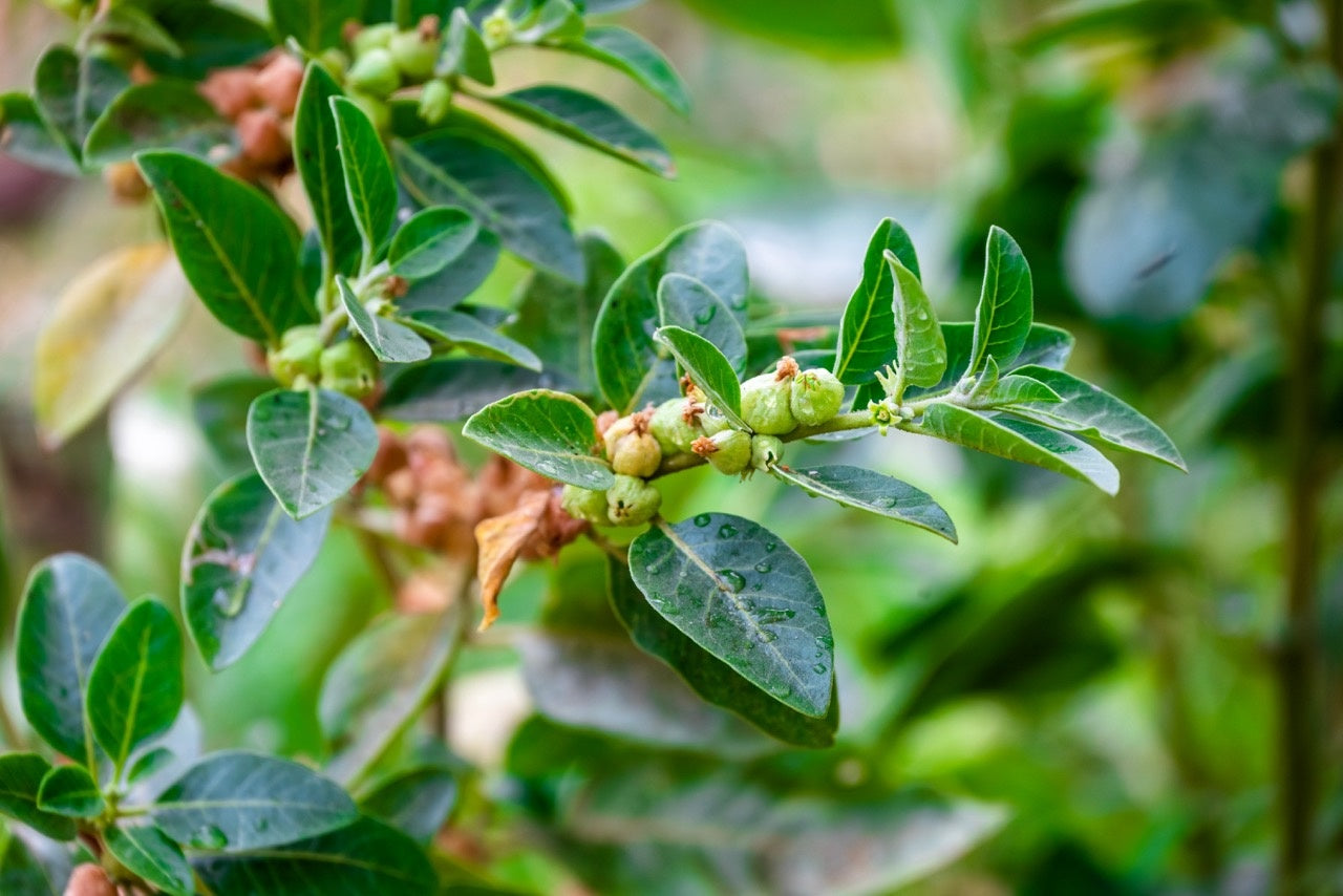 ashwagandha