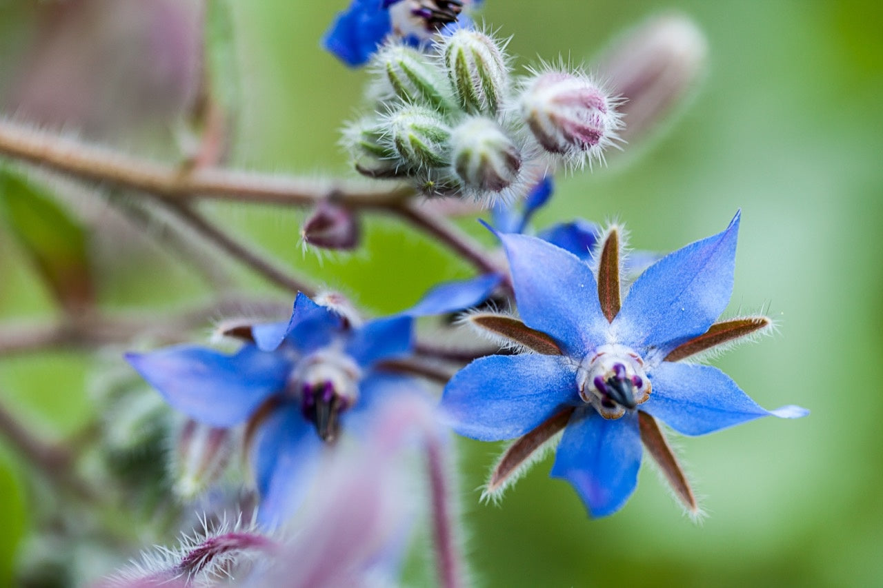 Borage