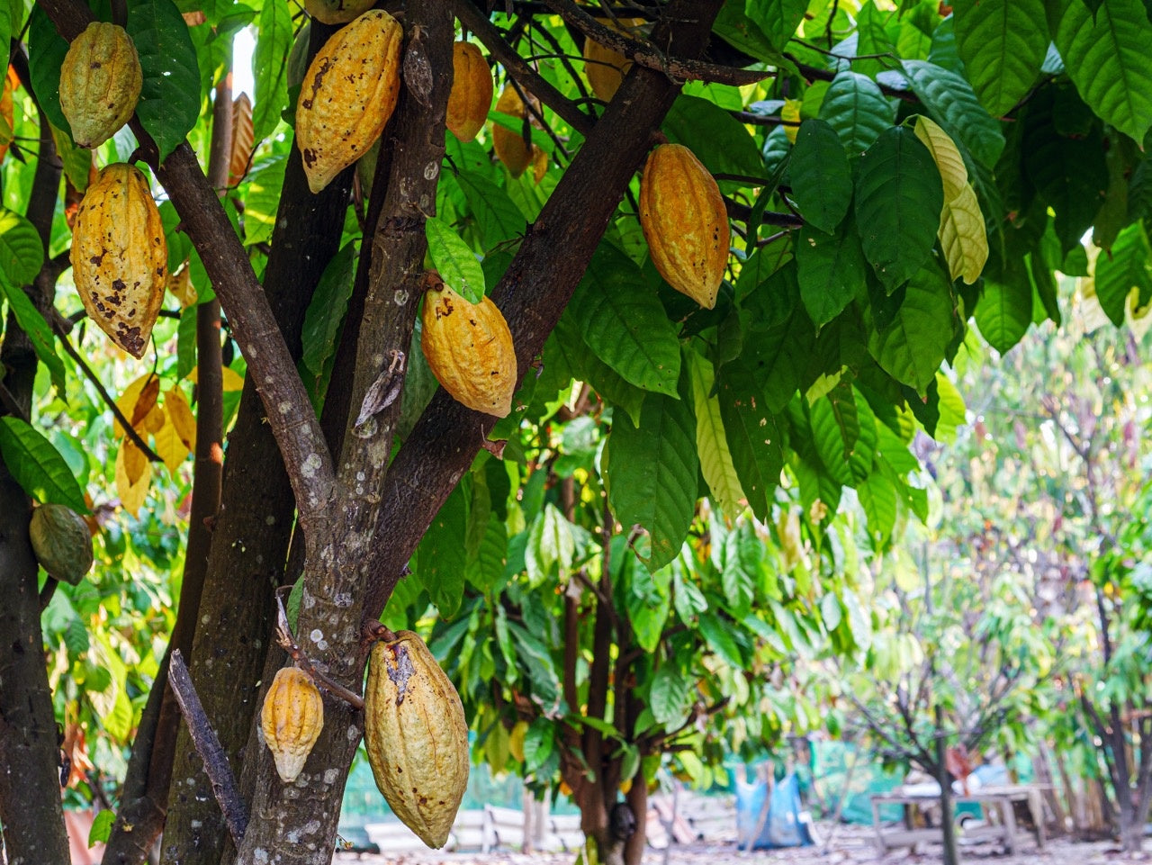 cacao