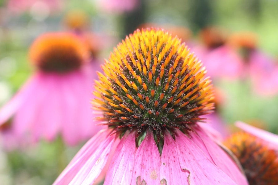 echninacea