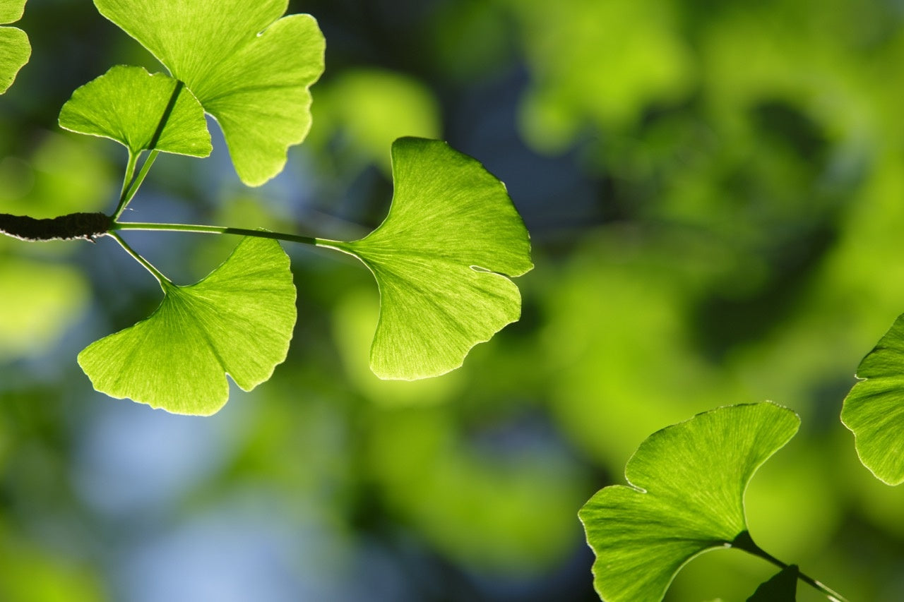 Ginkgo