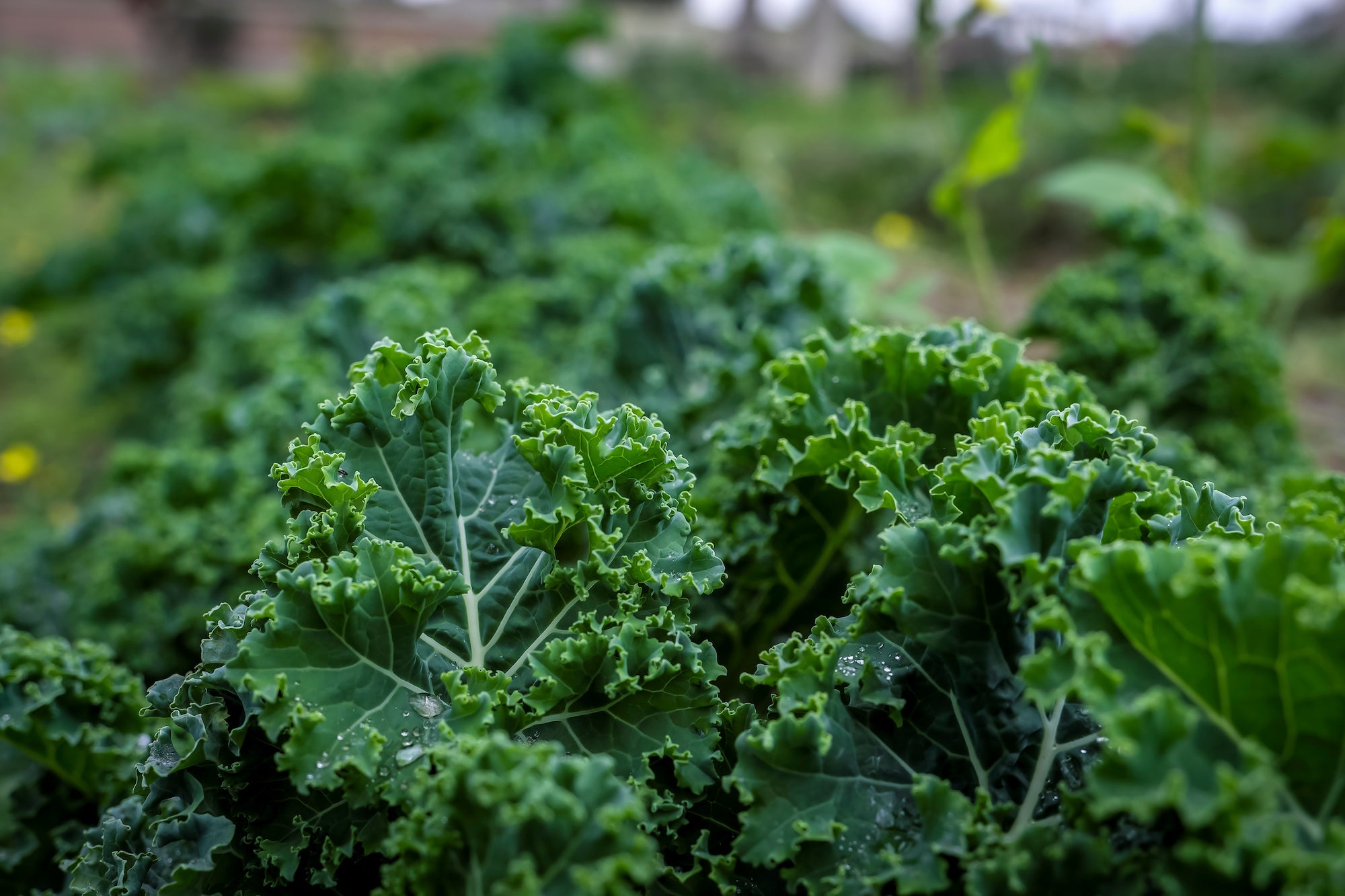 Kale Nature VitaminFit