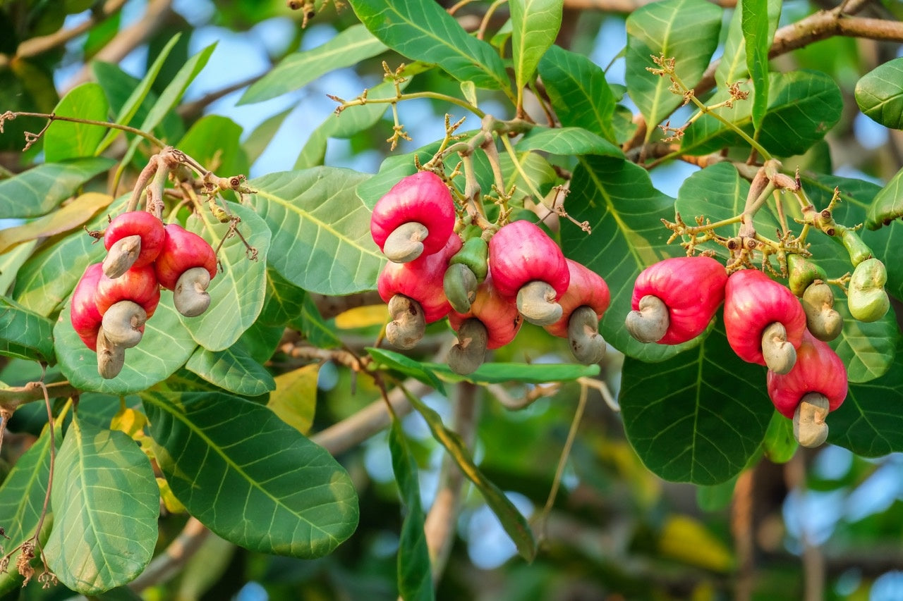 koper tree