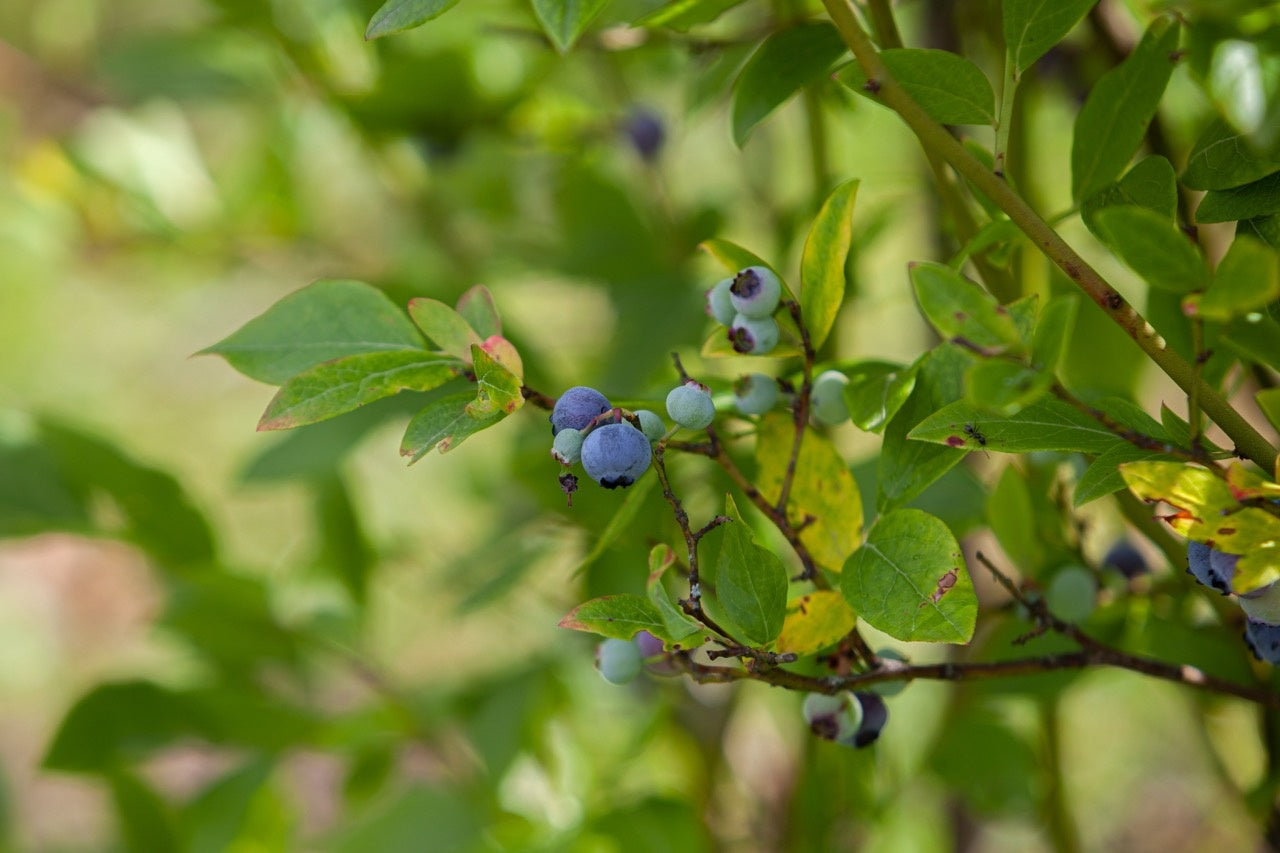 multivitamines vegan