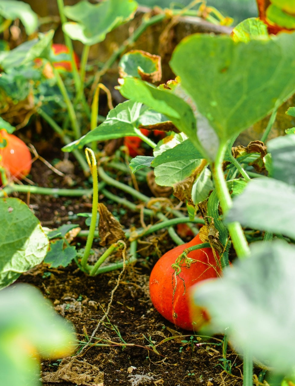 oog gezondheid
