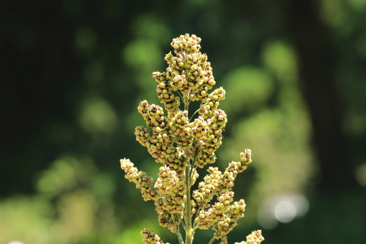plantaardige eiwitten