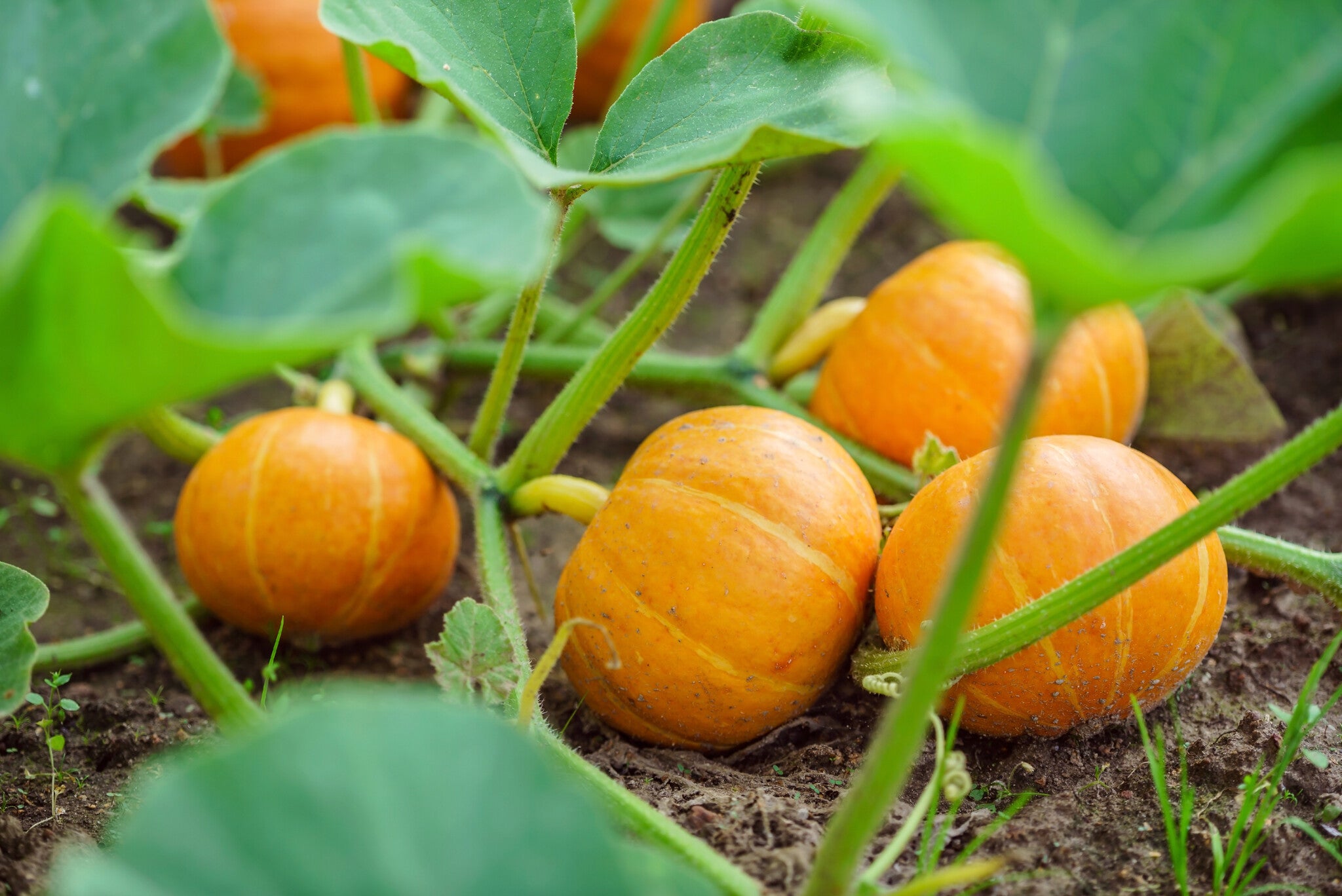 pompoenen