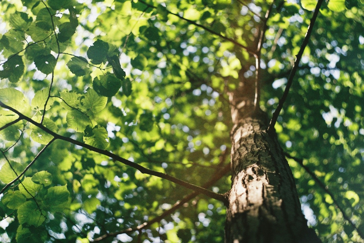 Probiotica tree 2