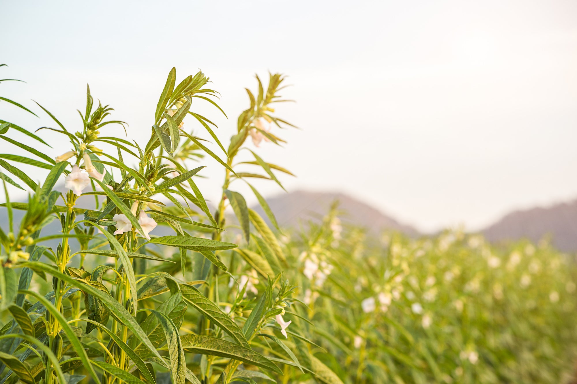 Sesamzaad Plant Vitaminfit