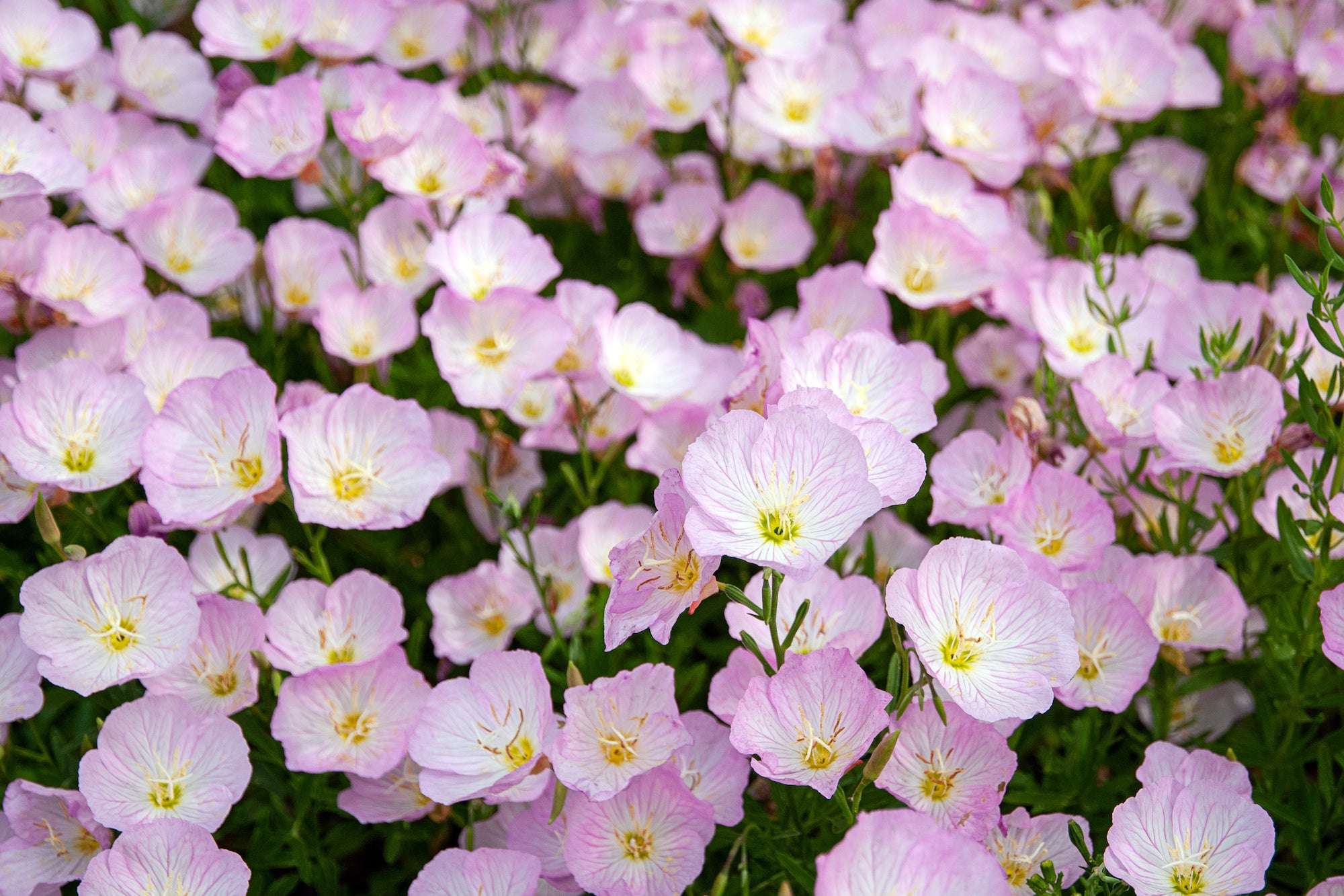 Teunisbloem Vitaminfit