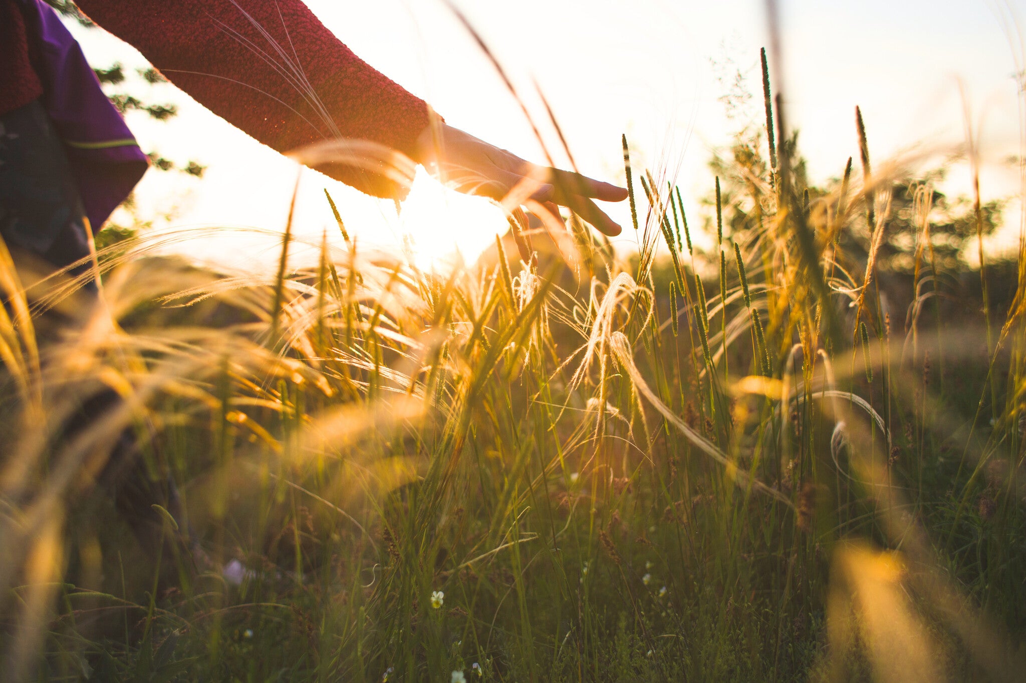 The Girl Touches the Grass While Walking in the Meadows - Edited