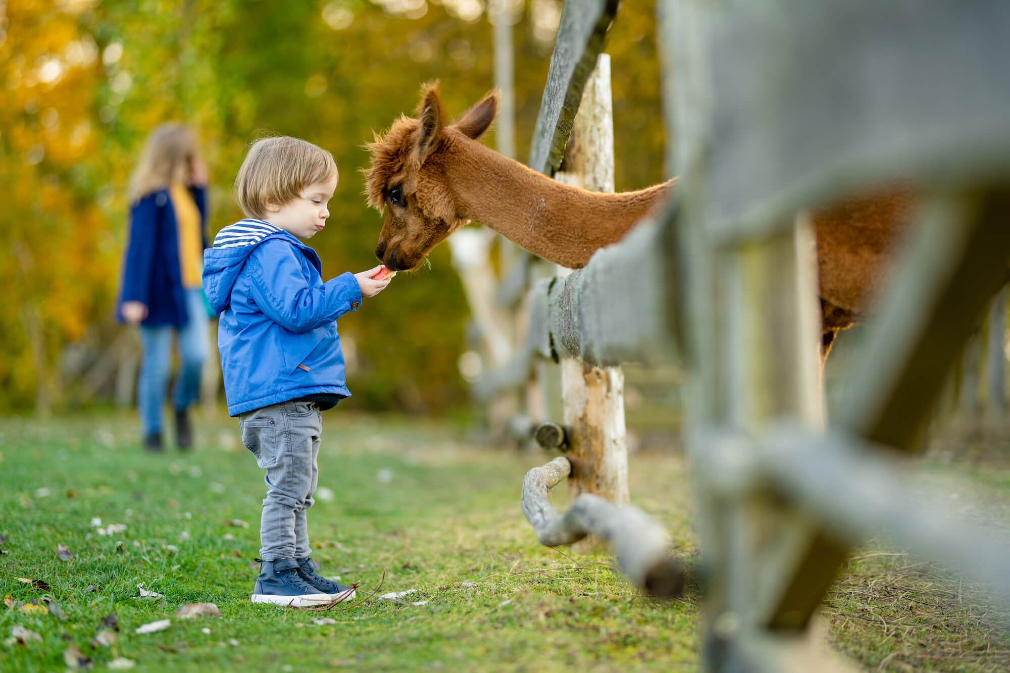 Toddler Alpaca Vitaminfit