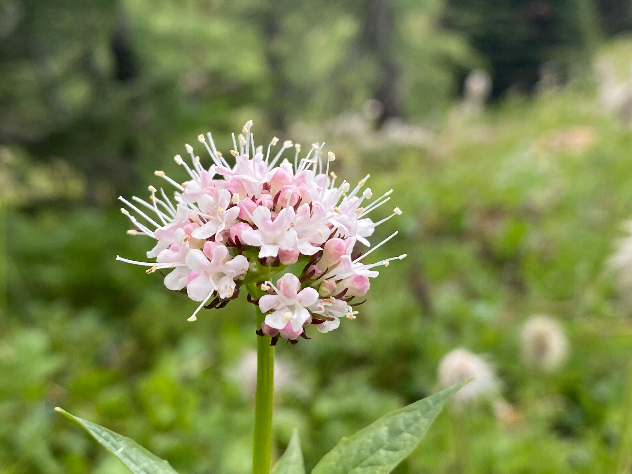 valerian stress