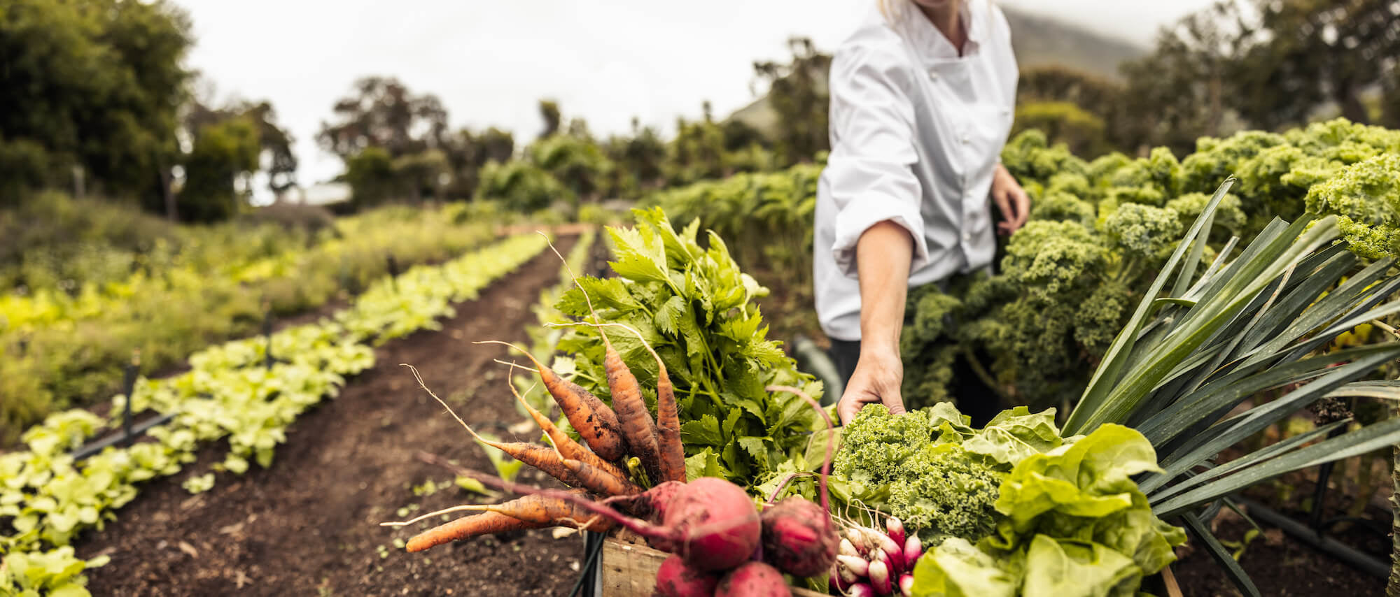 Vegetables Vitaminfit