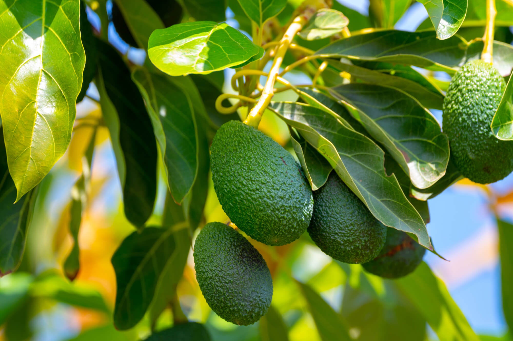 Vitamine B3 Avocado Vitaminfit