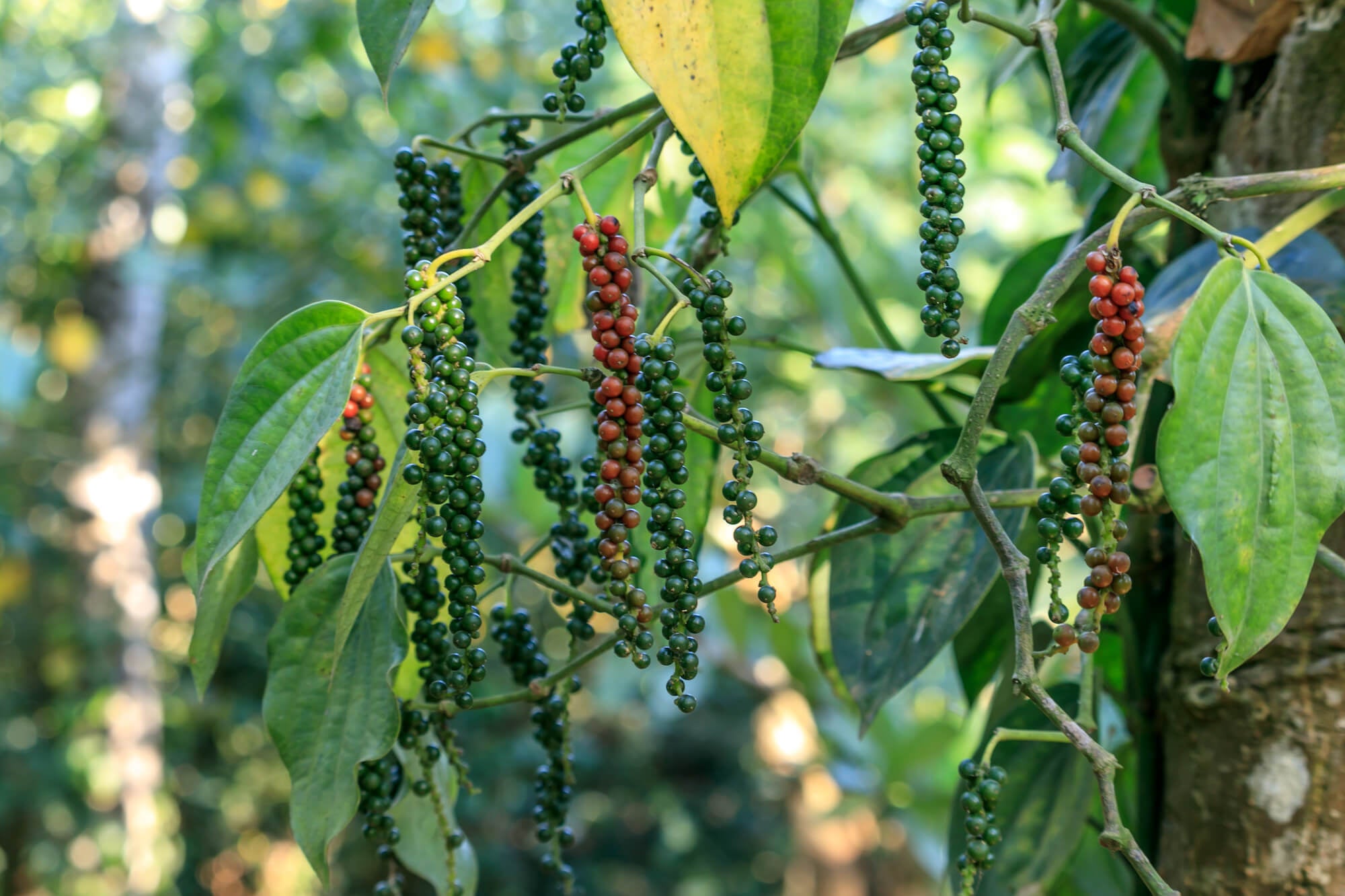 Vitamine B8 Zwarte Peper Extract Vitaminfit