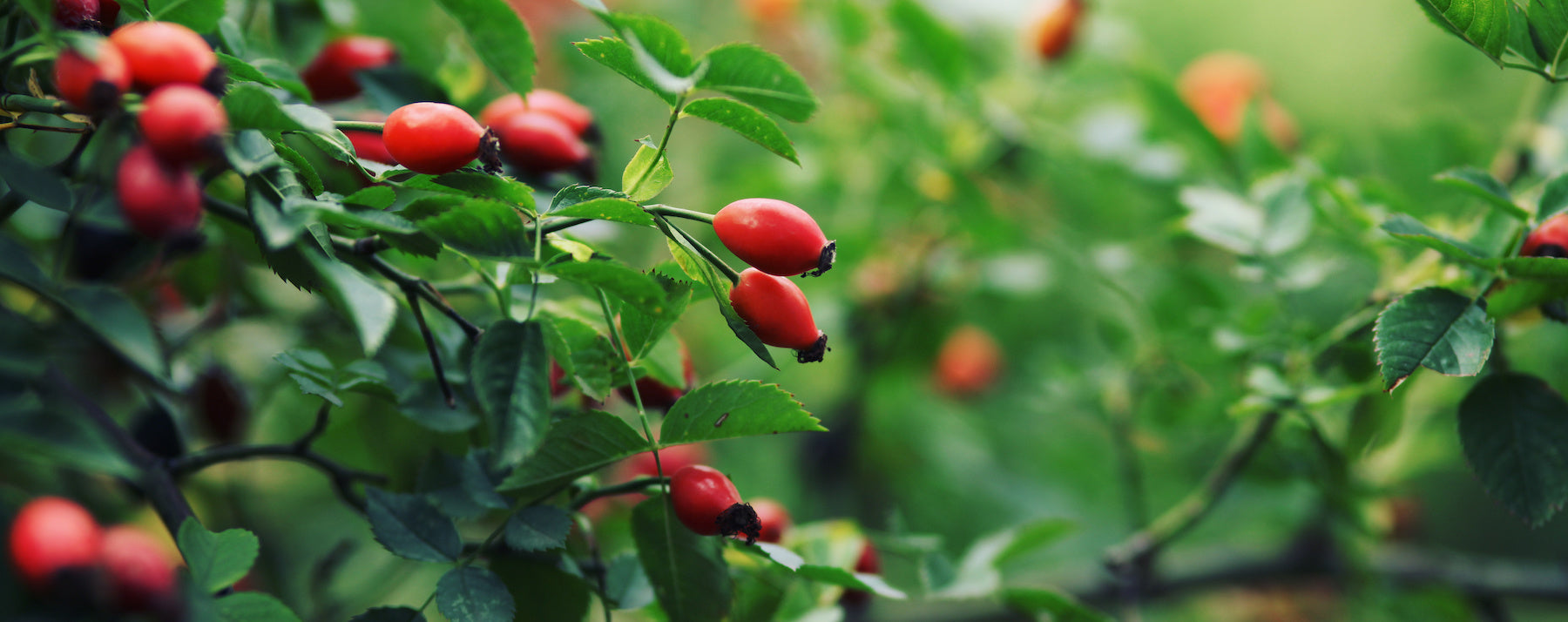 vitamine-c-immuunsysteem