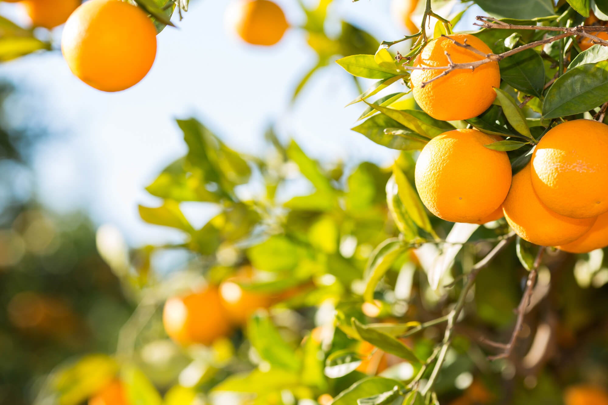 Vitamine C Sinaasappels Vitaminfit