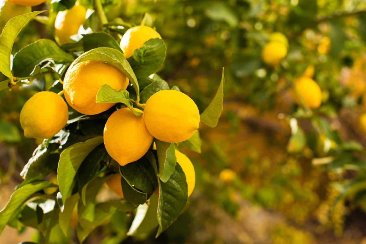 vitamine C