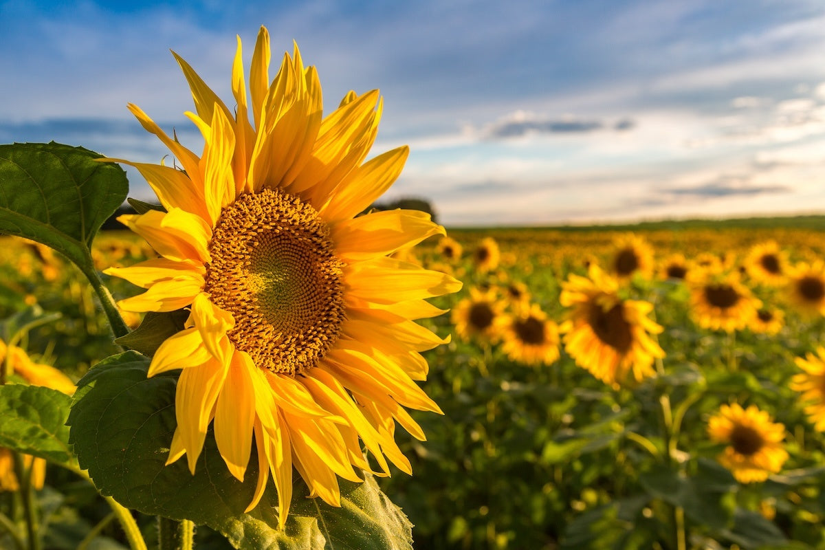 Vitamine D-tekort komt bij veel mensen voor en niet alleen in de winter! banner