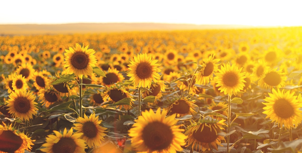 Vitamine D