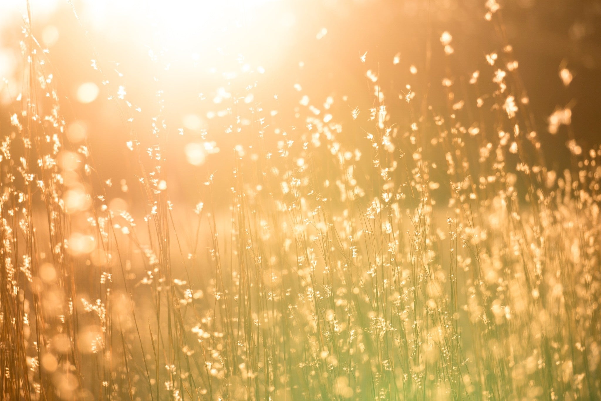 Vitamine D