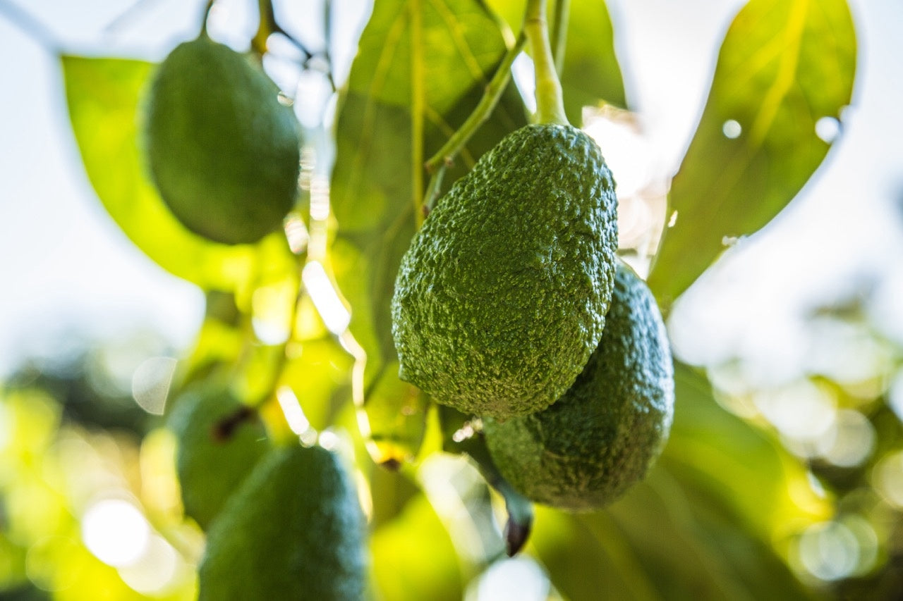 Vitamine E voeding