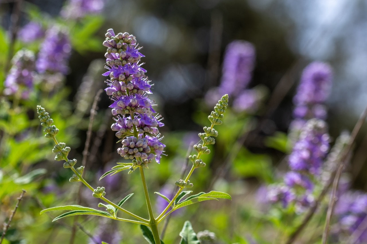 Vitex