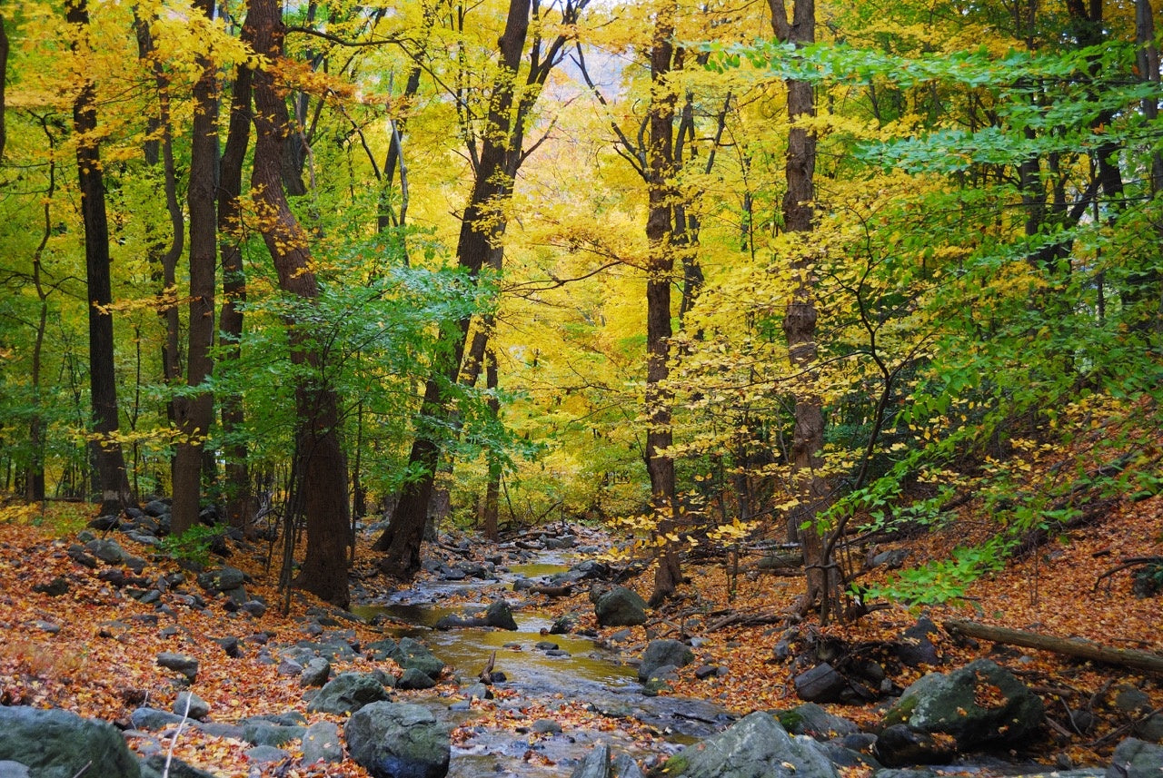 Woods