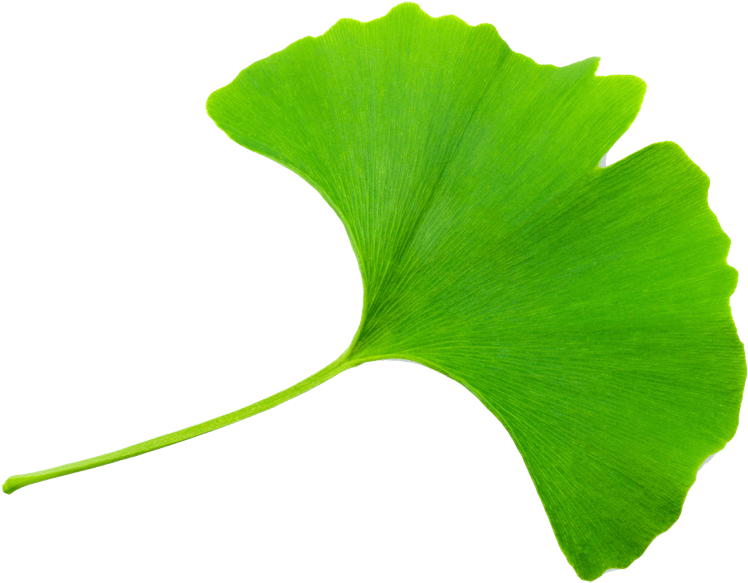 Geheugen